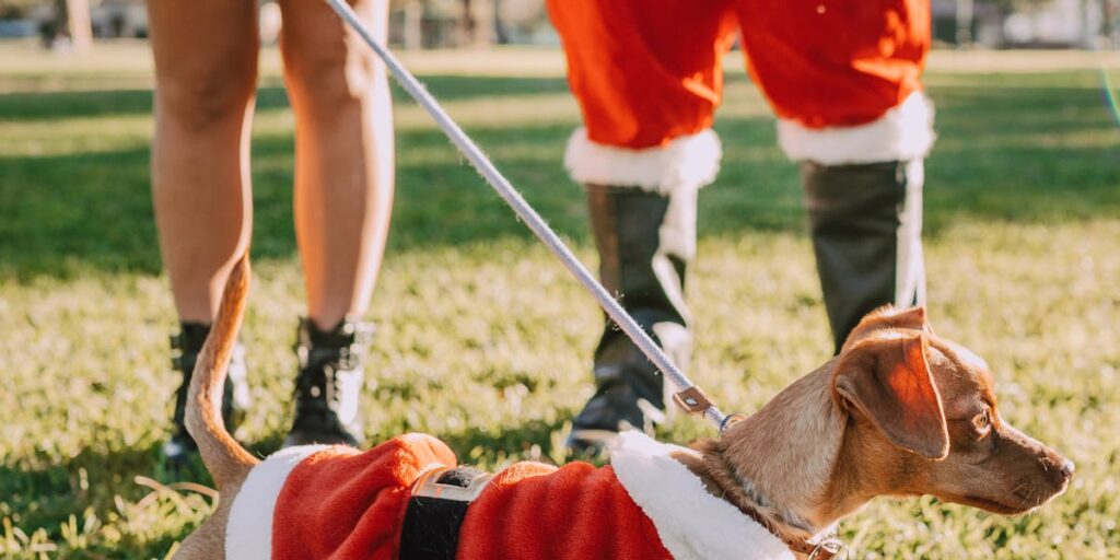 Casamento com pets famosos: inspirações reais