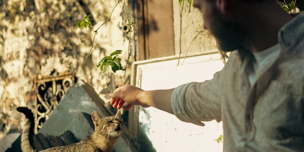 Casamento pet friendly: como incluir seu animal