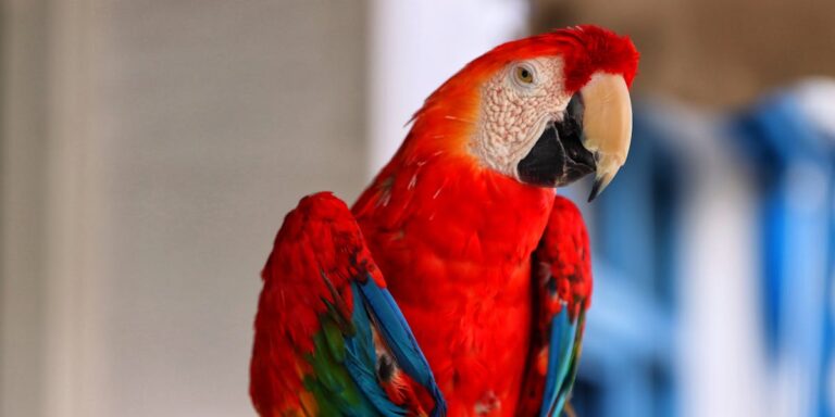 casamento estilo grego