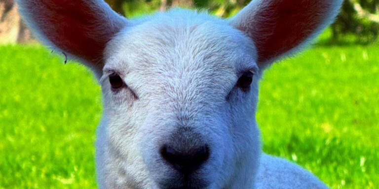 horário casamento no campo